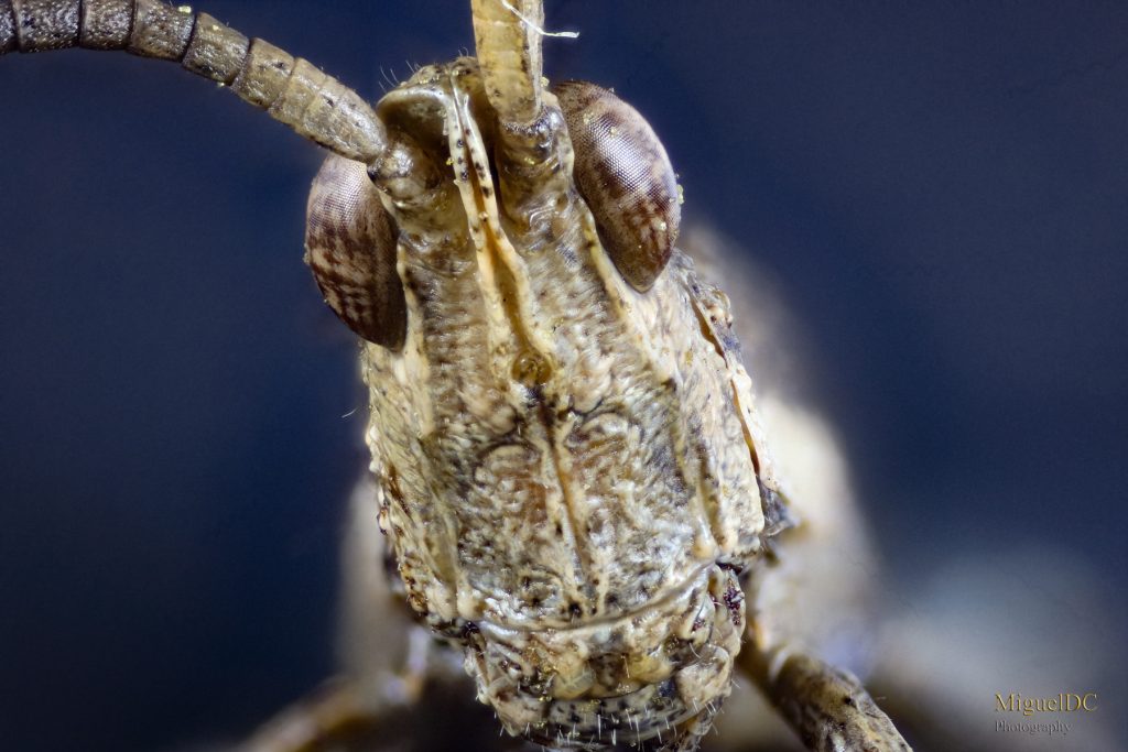 Macro extremo